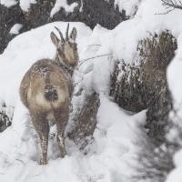 fev41 : Philippe DUVAL