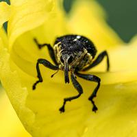 mars 12 : Emmanuel ALANVERT