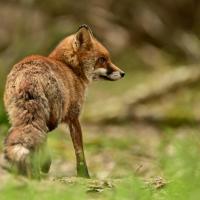 mars44 : Philippe CUMONT