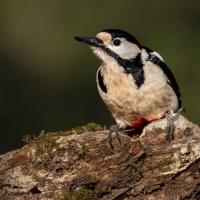 avril 01 : Philippe DUVAL