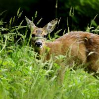 avril 12 : Philippe CUMONT