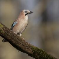 avril 17 : Philippe DUVAL