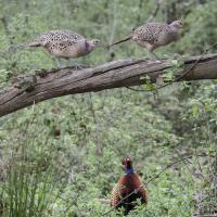 avril 20 : Philippe DUVAL