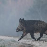 avril 34 : Philippe CUMONT