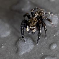 avril 36 : Emmanuel ALANVERT