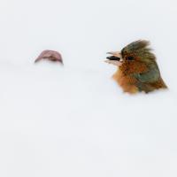 avril 03 : Antony FEUILLET