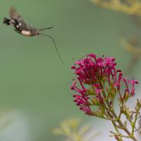 avril 04 : Emmanuel ALANVERT