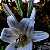 avril 06 : Jean Paul DELALANDE