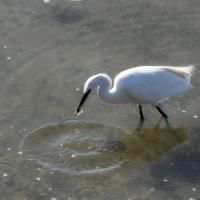 avril 07 : France COTONNEC