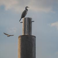 avril 11 : Jean ALLIOT