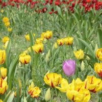 avril 18 : France COTONNEC