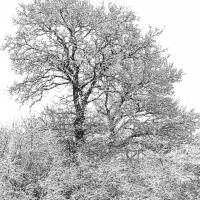 avril 23 : Annick MACHICOISNE