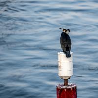 avril 24 : Jean ALLIOT