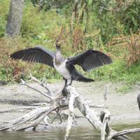 avril 25 : Jean ALLIOT