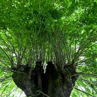 avril 29 : Philippe CUMONT