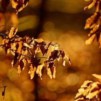 avril 33 : Philippe CUMONT