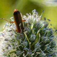 avril 35 : Emmanuel ALANVERT