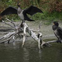 avril 41 : Jean ALLIOT