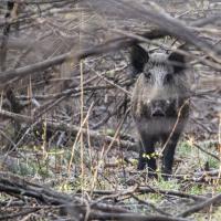 avril 45 : Philippe CUMONT