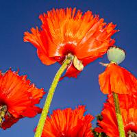 avril 46 : Jean Paul DELALANDE