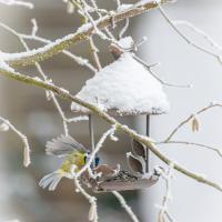 avril 50 : Antony FEUILLET